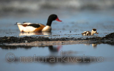 BB 15 0518 / Tadorna tadorna / Gravand